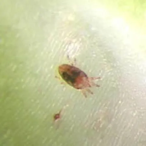 thumbnail for publication: A False Spider Mite, Brevipalpus californicus (Banks) (Archnida: Acari: Tenuipalpidae)